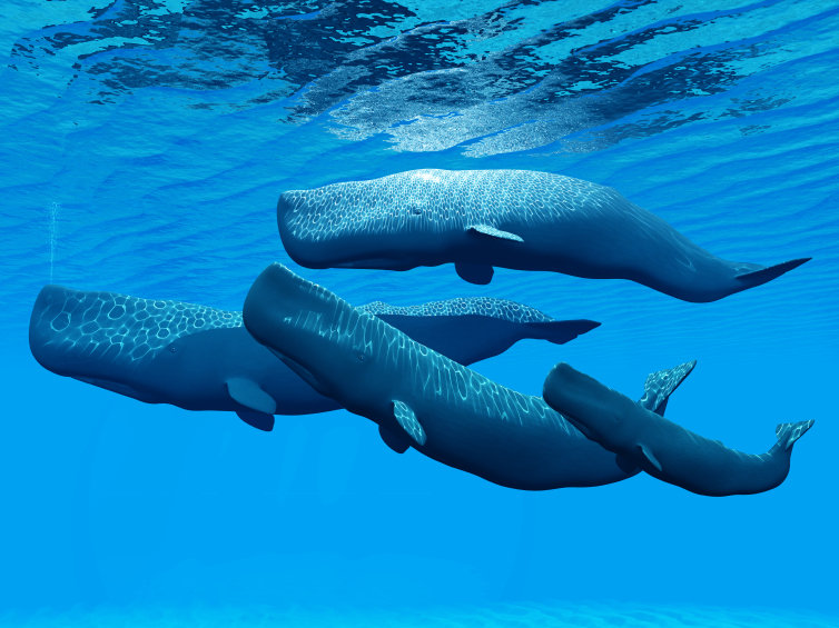 Whales